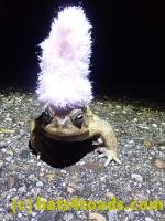 /home//u458753944/public_html/sourcegallery///////Roxborough Toad Detour/2022/2022-03-19/P3190911.JPG